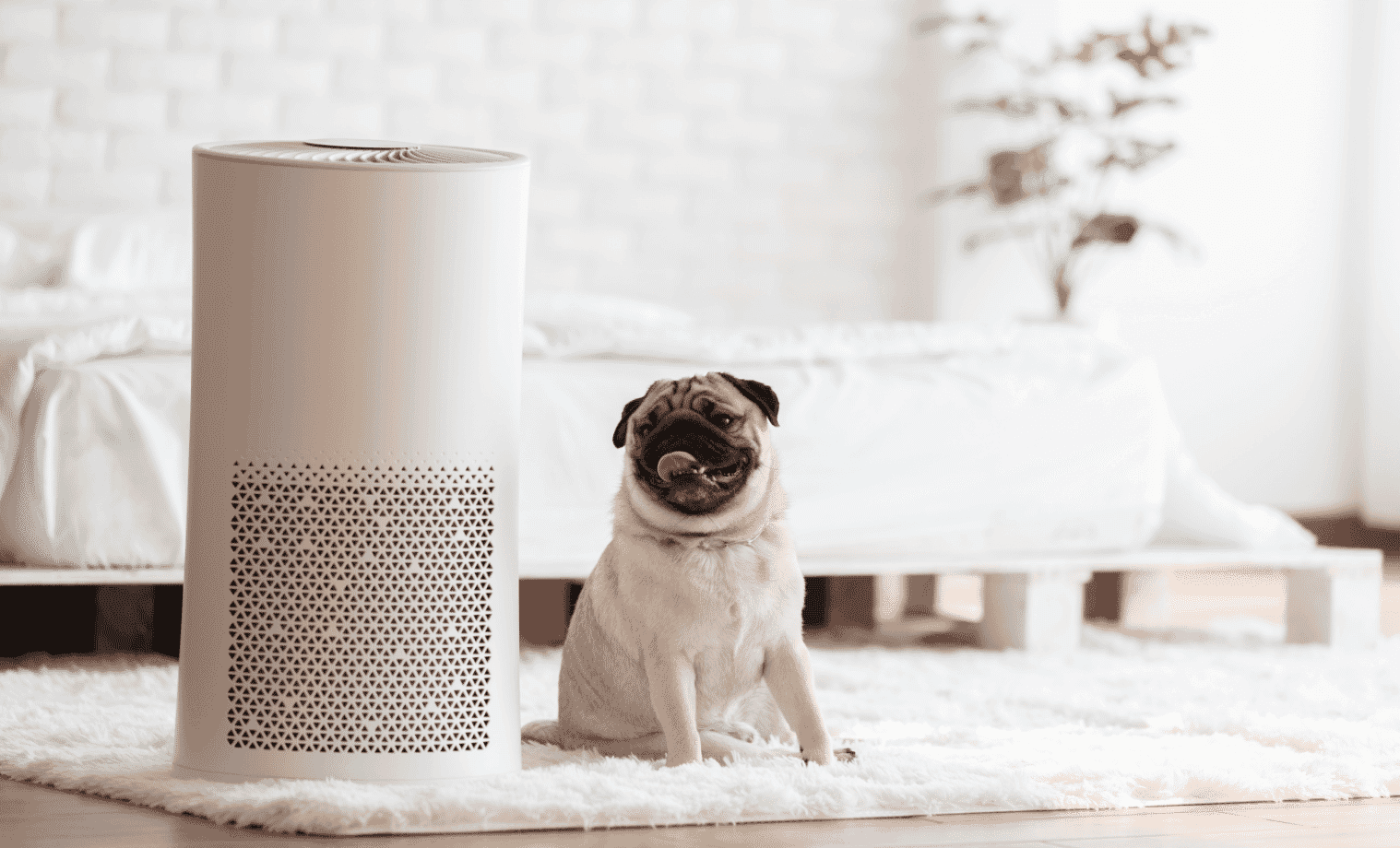 Does your pet need an air purifier? The Good Guys