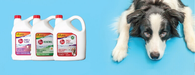Hoover carpet cleaning solutions next to a border collie.