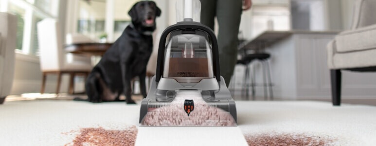 A person cleans up a stain on their carpet with the Hoover PowerDash Carpet Cleaner while their Labrador watches them.