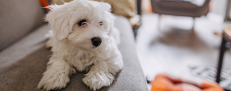 A fluffy white dog relaxes on a sofa at home.