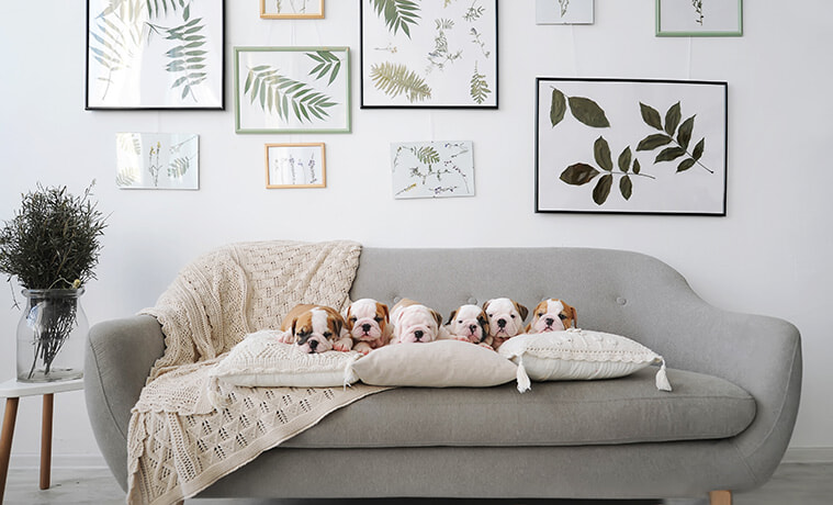 Six English bulldog puppies sitting on a grey sofa in a room.