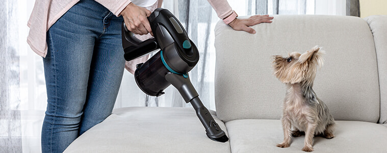 Woman using cordless vacuum cleaner to clean a couch where a Yorkshire Terrier dog is sitting.