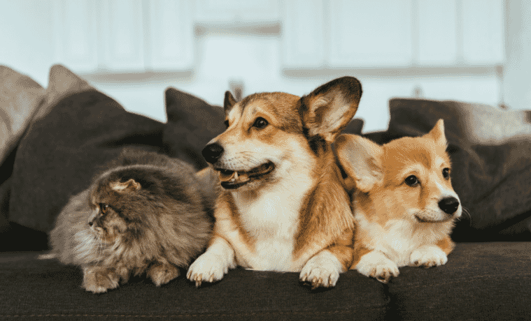dogs and cat sitting together on the couch
